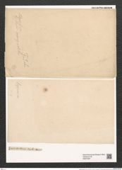 Fragilaria lapponica Grun. (de-Toni-Nr.: Genus 73, Species 2773) Zeichnungen Sammlung Grunow (NHMW-BOT-W0374097)